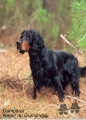 Pedigree NERAC DU GRAND VALY Pedigree NERAC DU GRAND VALY